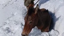 Dağda Mahsur Kalan Katırlar Kurtarıldı
