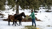 Kar Altında Aç Kalmadılar: Mersin Büyükşehir Yılkı Atlarını ve Yaban Köpeklerini Besledi