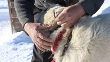Gürün Çengeli Kangal Köpeklerini Koruyor