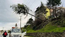 Ordu'da Çam Ağacı Yüksek Gerilim Hattına Devrildi