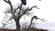 Tunceli'de Karga ve Kartalın Oyun Anları