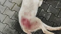 Bursa'da Tüfekle Vurulan Sokak Köpeği Öldü