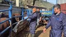 Menteşe'de İthal Hayvan Kontrolü
