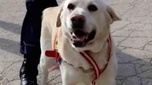 Bolu'da Jandarma Köpeği Emekli Oldu