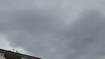 Düzce'de Binlerce Kuş Gökyüzünde Dans Etti