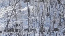 Munzur Vadisi’nde karlı dağlarda yiyecek arayan domuz sürüsü görüntülendi