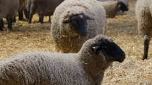 Bandırma Koyunu: Merinos'a Rakip Olacak
