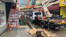 Isparta’da fırtına ağacı kökünden söktü