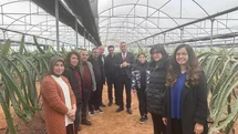 Efeler'de Pitaya Projesi İncelendi