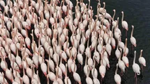 İzmit Körfezi'nde Flamingo Güzelliği