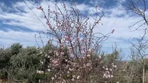 Yalancı Bahar, Manisa'da Badem Ağaçlarını Çiçek Açtırdı