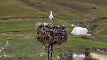 Bitlis'te Göç Etmeyen Leylek