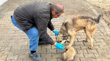 Yemek Artıkları Sokak Hayvanlarına Mama Oluyor