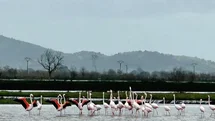 Tarlaları su bastı, flamingolar keyfini sürdü