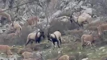 Sincik Boğazı'nda Dağ Keçileri Görüntülendi