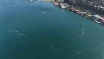 İstanbul Boğazı'nda Denizanası Alarmı