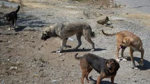 Başıboş Köpekler Trabzon'da Tehlike Oluşturuyor