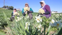 Mersin'de Nergis Kokusu Yayılıyor: Atıl Araziler Çiçek Açtı, Üretim 10 Kat Arttı
