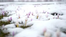 Muş’ta Çiğdemler Kar Altında Kaldı