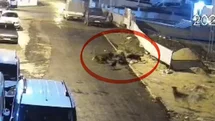 Sokak köpeklerinin dehşeti kamerada: Teravih dönüşü yaşlı kadına saldırdılar