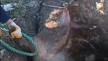 Düştüğü çukurda mahsur kalan yaban domuzunu vatandaşlar kurtardı