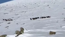 Yılkı atları karla kaplı doğada dans etti, o anlar cep telefonu kamerasına yansıdı