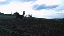 Ganos Dağları’nda karacalar fotokapana yakalandı
