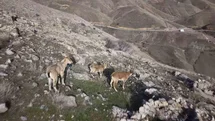 Elazığ’da dağ keçileri dron ile görüntülendi
