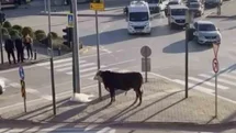 Bursa'da Kaçan Boğa Trafiği Karıştırdı