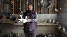 Hatay’da Güvercin Tutkusu 45 Yıldır Devam Ediyor