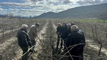 Korkuteli'nde Çiftçilere Budama Eğitimi Verildi