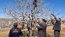 Antep fıstığında bakım ve budama zamanı
