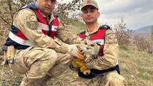 Siirt’te nesli tehlike altındaki kulaklı baykuş koruma altına alındı