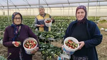 Silifke’de örtü altı çilekte bahar hasadı: Kilosu 140 ile 160 TL arasında