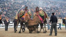 Balıkesir'de Deve Güreşleri Yeniden Başlıyor