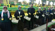 Mersin'de Limon Hasadı Sona Yaklaşıyor