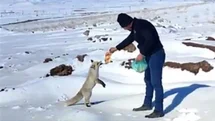 Kışın Zor Günlerinde Tilkiye Şefkat Eli