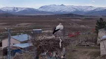 Baharın müjdecileri, asırlardır mesken tuttukları köye döndü