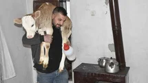 Tatvan'da Hasta Buzağıya Özel Bakım