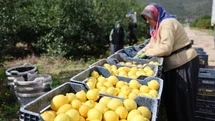 Bursa'da Limon Fiyatları Yükseldi