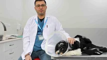 Sivas'ta Köpek Ameliyatı Geçirdi