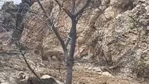 Elazığ'da Üç Ayaklı Yaban Keçisi Görüntülendi