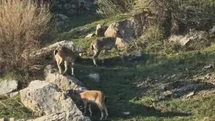 Diyarbakır'da Dağ Keçileri Görüntülendi