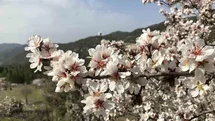 Antalya’da badem ağaçları çiçek açtı, doğada renk cümbüşü yaşanıyor