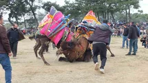 Balıkesir'de Deve Güreşleri Yapıldı