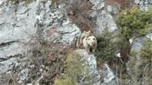 Anne Boz Ayı ve Yavru Annesi Görüntülendi