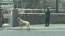 Kahramanmaraş'ta Ezanla Uluyan Köpek