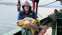 Gelibolu Açıklarında Caretta Caretta Kurtarıldı