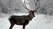 Kuzuyayla’da tatilcilere kar ve kızıl geyik sürprizi