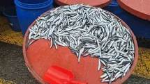 Tekirdağ'da Hamsi Fiyatları Yükseldi
